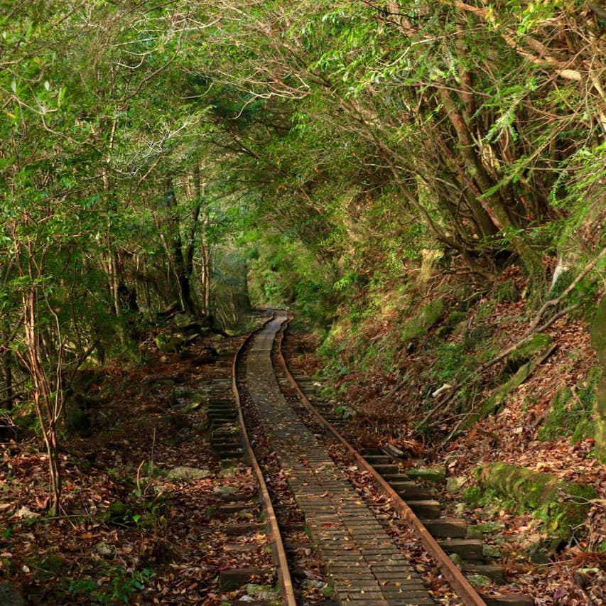 縄文杉日帰りガイドツアー2