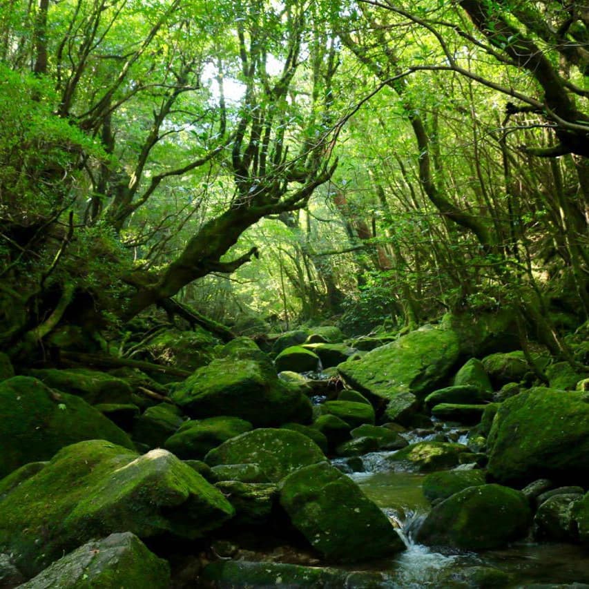 白谷雲水峡ガイドツアー2