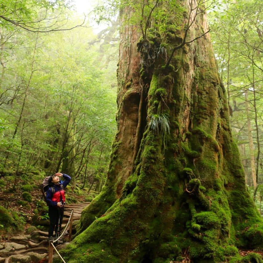 白谷雲水峡ガイドツアー4