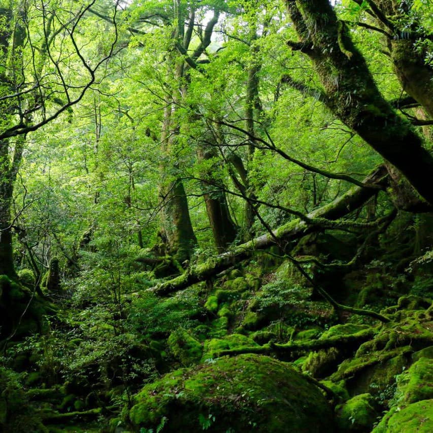 白谷雲水峡ガイドツアー5