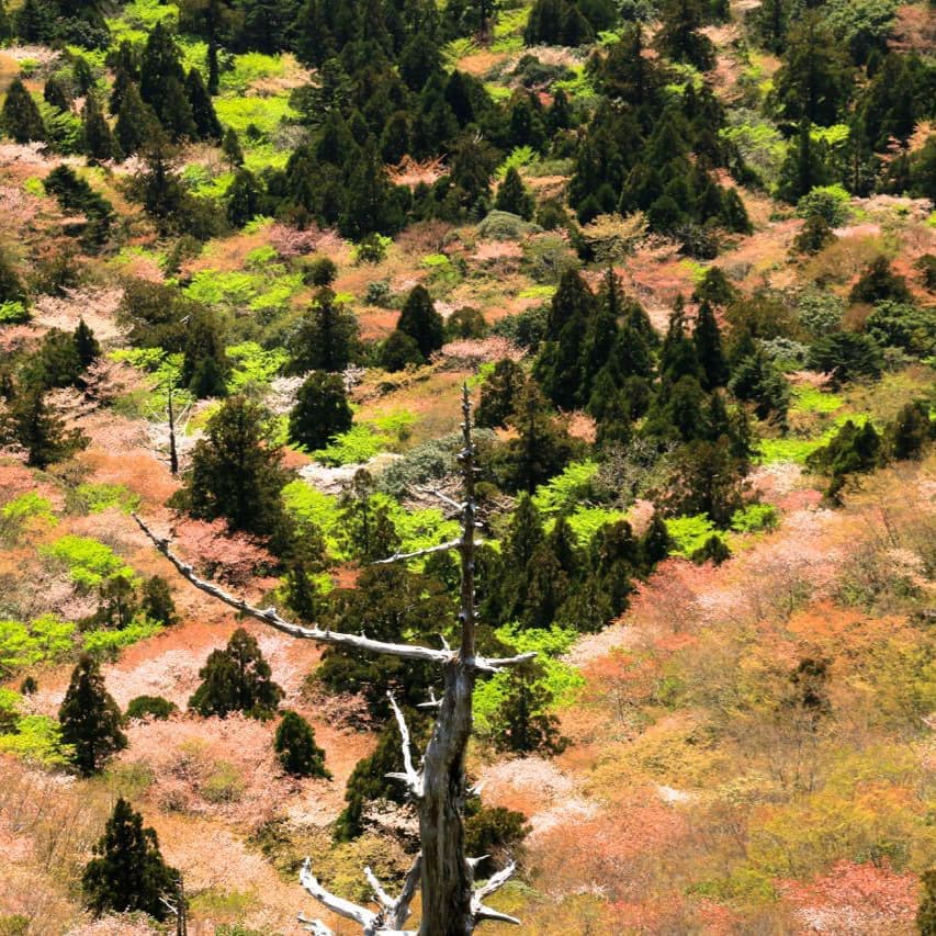 白谷雲水峡ガイドツアー8