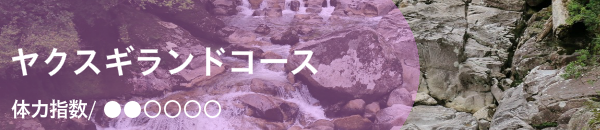 ヤクスギランドガイドツアー