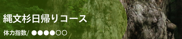 縄文杉日帰りガイドツアー